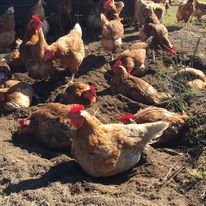 Time for a dust bath