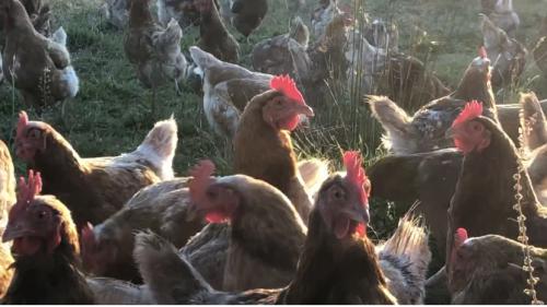 chickens afternoon light